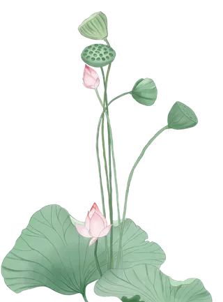 荷花荷叶莲藕手绘免扣