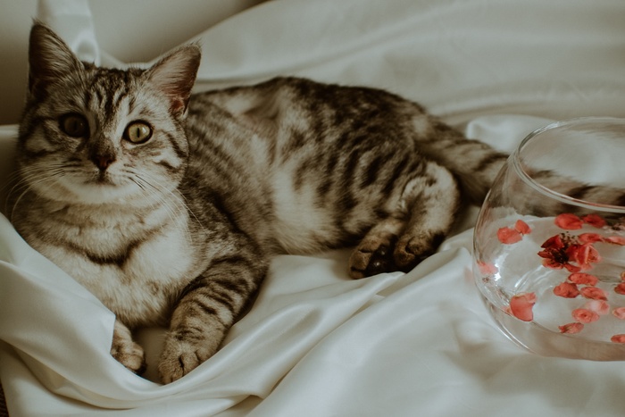 可爱猫咪猫猫摄影素材