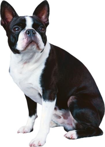 斗牛犬 PNG免抠(1782x2505)
