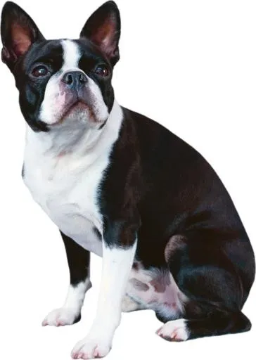 斗牛犬 PNG免抠(1782x2505)