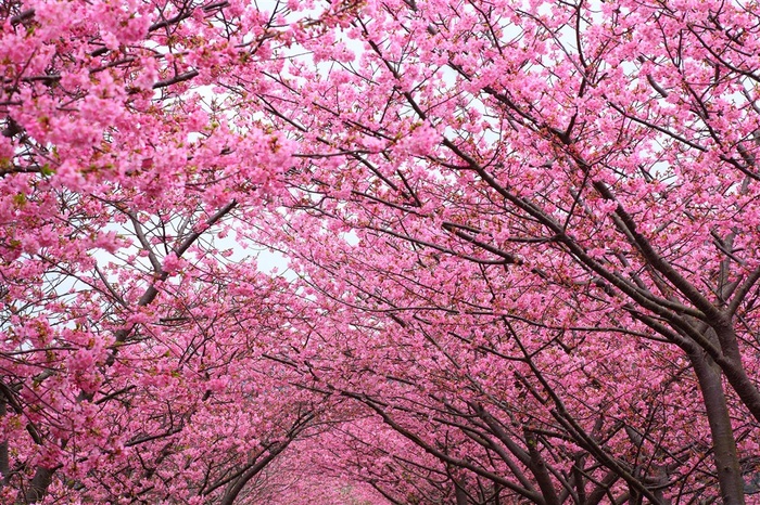 花团锦簇樱花高清鲜花图片