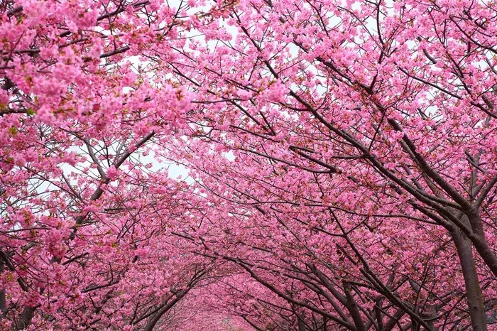 花团锦簇樱花高清鲜花图片