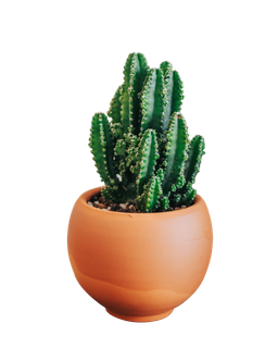 绿色叶子PNG免抠高清素材 绿色叶子PNG免抠高清素材