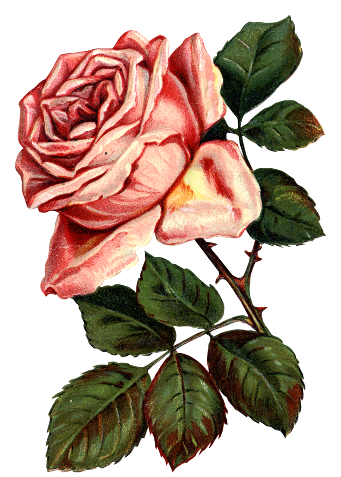 古典花卉png免扣素材