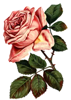 古典花卉png免扣素材