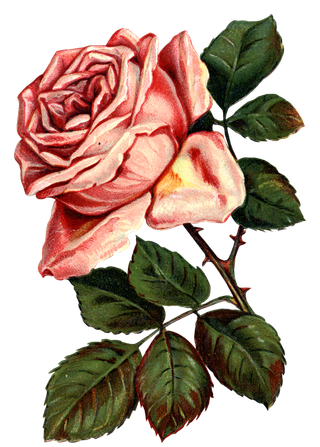 古典花卉png免扣素材