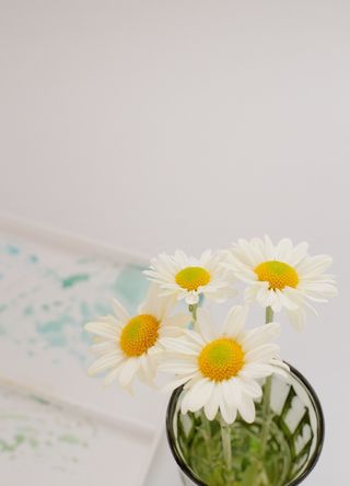 白色纯洁雏菊摄影素材