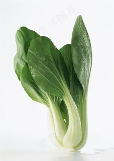 一颗油菜高清素材图片