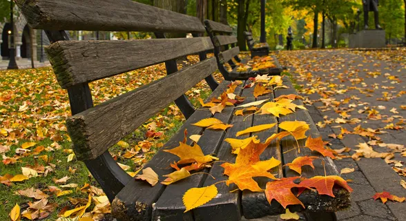 秋天秋日树落叶高清背景