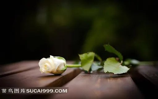 木板上的白玫瑰鲜花 木板上的白玫瑰鲜花