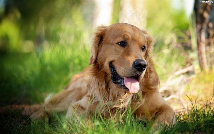 吐舌头的金毛犬狗狗图片