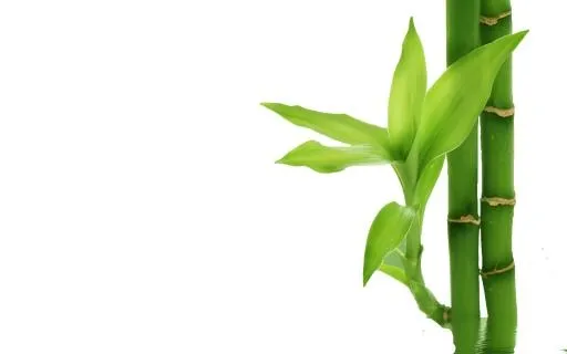 竹子 PNG免抠(1920x1200)