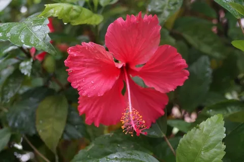 雨后红色木槿花图片 雨后红色木槿花图片