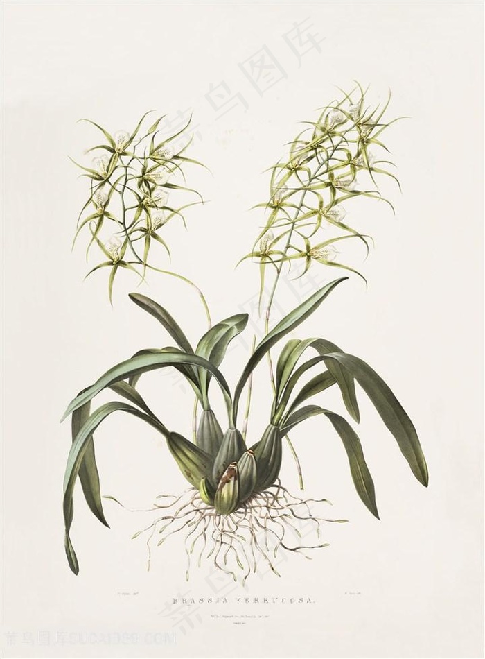 手绘唯美兰花插画