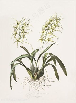 手绘唯美兰花插画