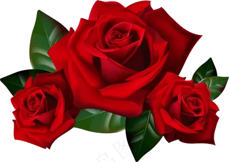玫瑰 红色 红玫瑰 玫瑰花 花朵 鲜花特写 免抠 花束 玫瑰 红色 红玫瑰 玫瑰花 花朵 鲜花特写 免抠 花束