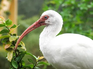 优雅的白鹭高清图片