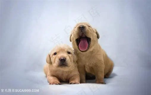 冬天软萌金毛小狗狗图片