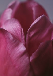 粉红郁金香花瓣特写图片 粉红郁金香花瓣特写图片