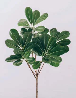 绿色植物树枝图片