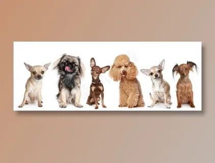 各种可爱的狗狗