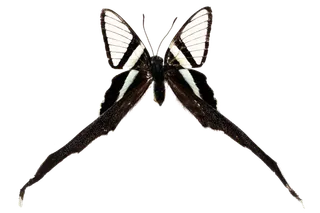 蝴蝶 彩蝶 花蝴蝶 动物 昆虫 免抠