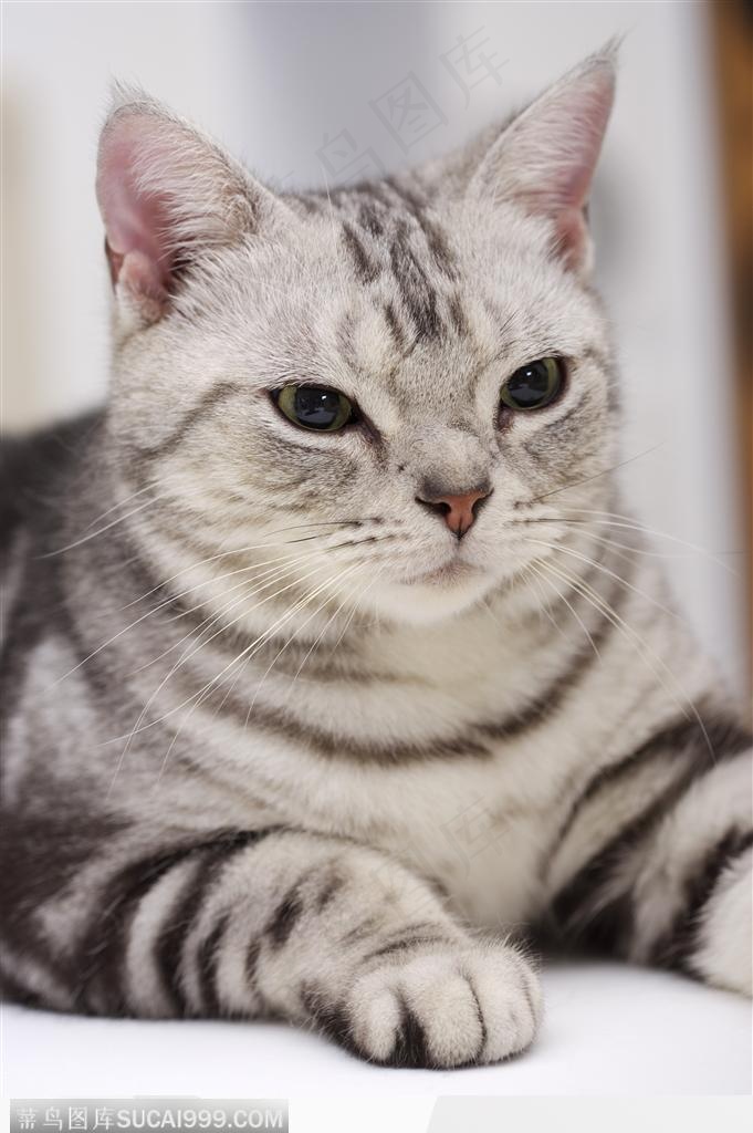 可爱猫咪-猫咪头部特写