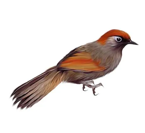 鸟 PNG免抠(500x458)