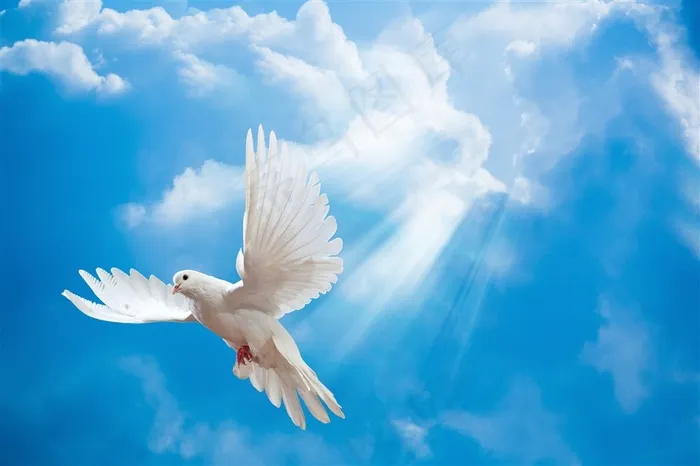 蓝天下展翅白鸽高清图片