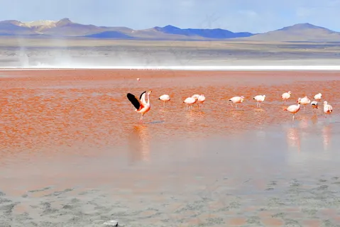 红湖火烈鸟图片