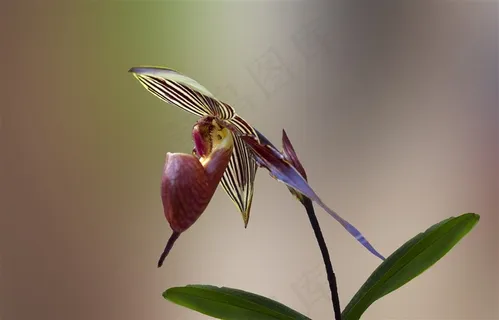 兰花特写高清图片