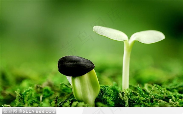 白色的芽苗