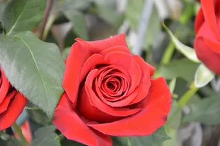 情人节漂亮红玫瑰图片