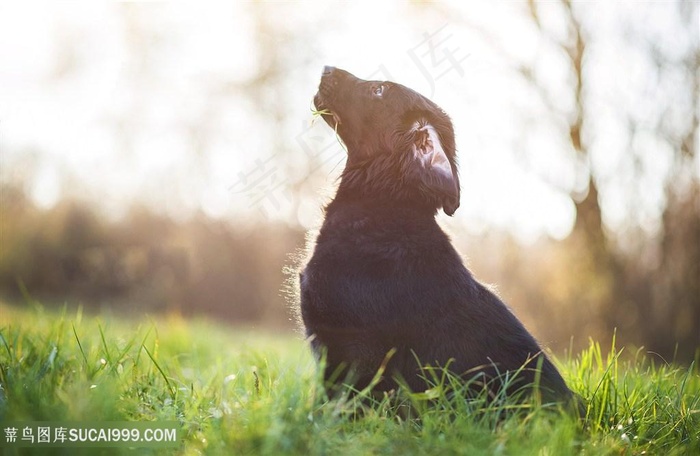 超高清仰头狗狗图片
