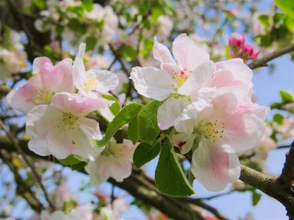 盛开中的粉桃花
