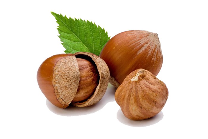 坚果 榛子 素材 免扣