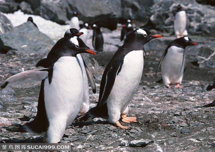 海洋鸟类-一群站在石块上的企鹅