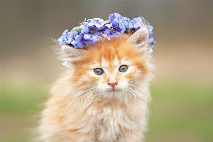 头上戴花的猫