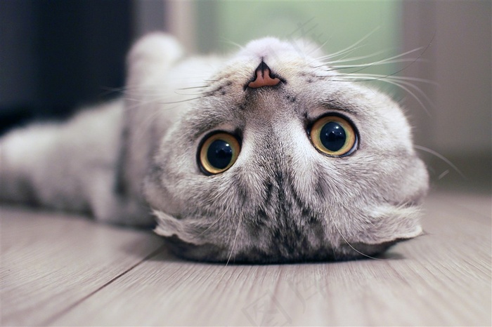可爱的小猫动物摄影图