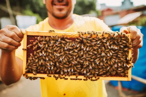 蜂蜜采蜂人蜂箱摄影图