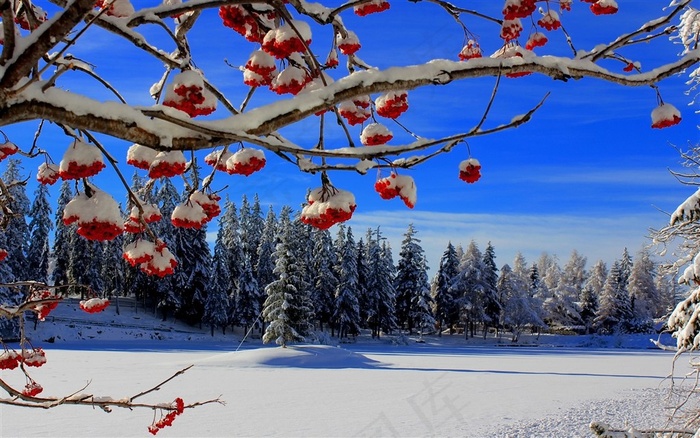 冬季雪花自然景观