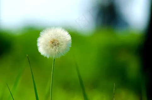 唯美蒲公英壁纸图片 唯美蒲公英壁纸图片