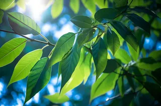 一棵树的特写绿叶摄影图