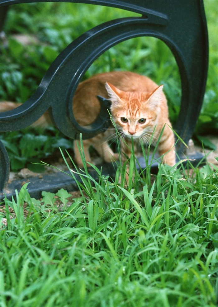 宠物猫生物世界jpg素材