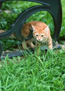 宠物猫生物世界jpg素材