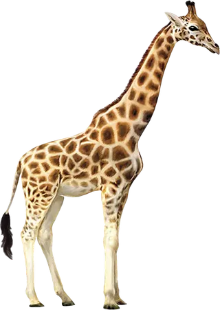 长颈鹿素材野生动物
