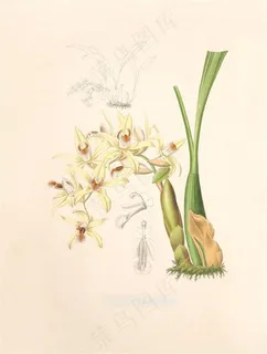 彩绘兰花花卉插画图片 彩绘兰花花卉插画图片