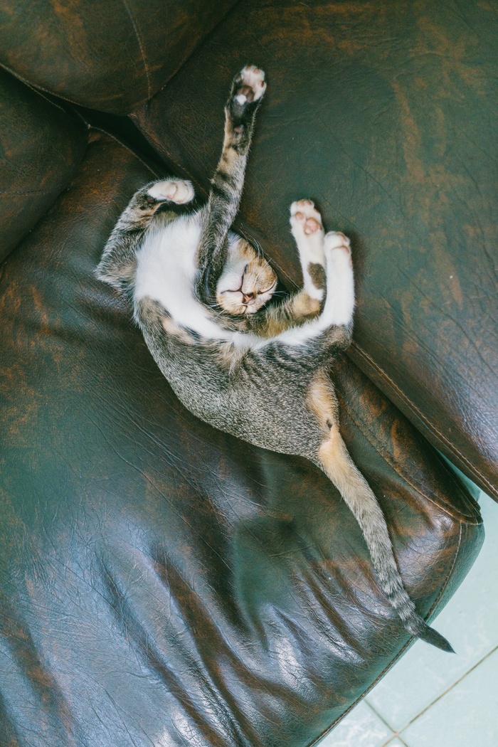 可爱猫咪猫猫摄影素材