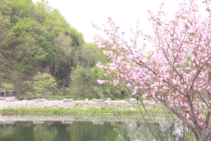 山脚下河畔桃花