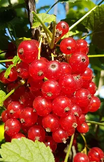 红果酱果实自然 绿色 果 红果酱果实自然 绿色 果